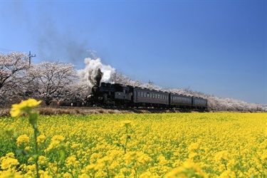 A steam locomotive rolls past a field of flowers and cherry blossoms in Moka, Japan. 